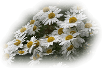 Kwiaty stokrotki tube - zdarma png