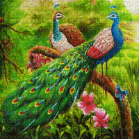 Peacock - Gratis geanimeerde GIF