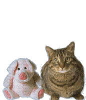 cat chat katze animal  gif  anime animated animation      tube fun teddy pig - GIF animado grátis