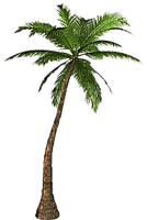 palm by nataliplus - Free PNG