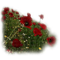 loly33 coquelicot - gratis png
