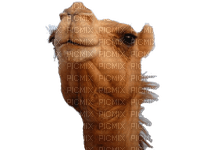 Kaz_Creations Animals-Animal-Camel - png grátis