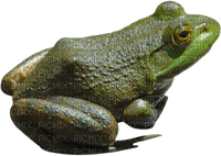 Kaz_Creations Frog Toad - zadarmo png