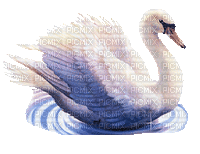 swans bp - Δωρεάν κινούμενο GIF