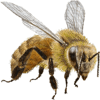 abeille - zdarma png