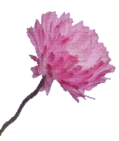 pink flower (created with gimp) - Bezmaksas animēts GIF