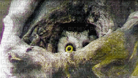 owl bp - Nemokamas animacinis gif
