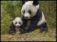 panda - PNG gratuit