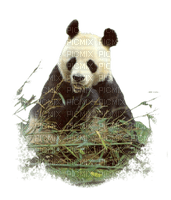 panda - png grátis