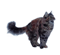 animalss cats nancysaey - 免费PNG