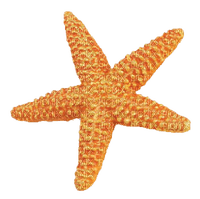 Kaz_Creations Starfish - фрее пнг