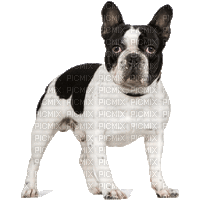 boston terrier - Безплатен анимиран GIF