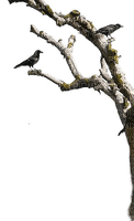 Gothic.Branch.Crow.Branche.Victoriabea - Free PNG