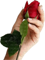 ruža, ruka - безплатен png