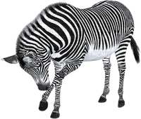Kaz_Creations Zebra - 免费PNG