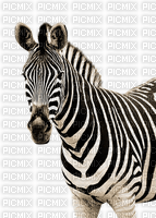 Zebra... - Free PNG