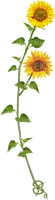 Fleur.Tournesol.Sunflower.Victoriabea - Free PNG