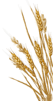 Blé.Wheat.Trigo.Plants.Victoriabea - PNG gratuit