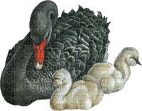 swan - png grátis