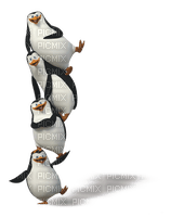 pingwiny - bezmaksas png