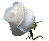 ruža - ücretsiz png