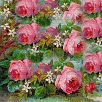 fond background roses Hintergrund Rosen