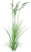 Kaz_Creations Deco Garden Grass - zadarmo png