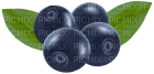 blueberries - δωρεάν png