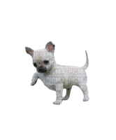 Chihuahua puppy - бесплатно png