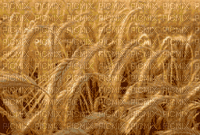 grain summer field champ de céréales