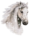 tête de cheval - GIF animado gratis