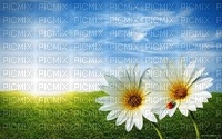 fond ciel fleurs/HD - png gratis