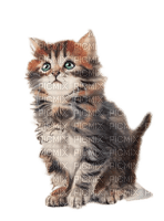 charmille _ animaux _ chat - png ฟรี