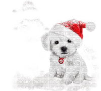 loly33 chien hiver - zdarma png