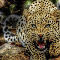 leopardo - Ücretsiz animasyonlu GIF