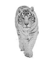 White Tiger - nemokama png