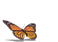 butterfly papillon schmetterling - GIF animé gratuit