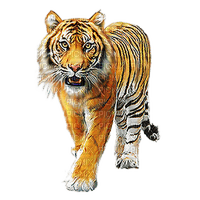 Tigre - фрее пнг
