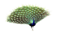 Kaz_Creations Peacock Peacocks - бесплатно png
