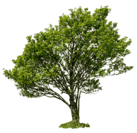 Kaz_Creations Trees Tree - gratis png