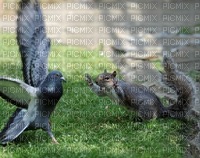 écureuil+oiseau - ingyenes png