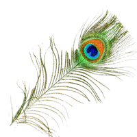 Peacock feather - Free PNG