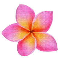 Pink Plumeria - PNG gratuit