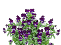 violets - png gratis