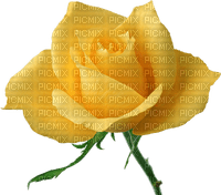 rosa amarela-l - PNG gratuit