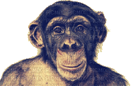 monkey - Nemokamas animacinis gif