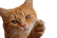 cat gatto laurachan - δωρεάν png