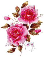 pink roses,  rosas
