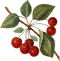 fruit cherries bp - nemokama png