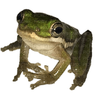 polite tiny frog - png gratis
